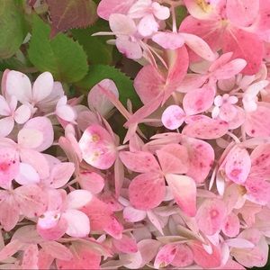 Meet your Posher, Colleen